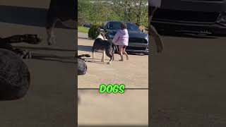 4 Dogs Protecting Owners Son 😱 shorts dog [upl. by Dorreg]