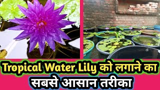 How To Grow Tropical Water Lily Plant  वाटर लिली को लगाने का सबसे आसान तरीका waterlilyplant [upl. by Clawson]