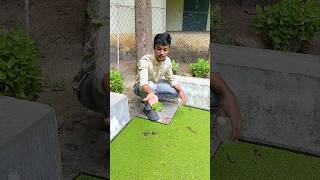 💥😀collecting duckweed plants from college garden 😀💥telugu trending viral aquarium fishkeeper [upl. by Maurita]