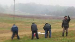 MAWA Basenji Lure Coursing [upl. by Anpas719]