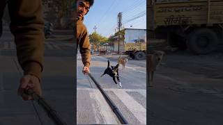 इनको New Skate Wheels पसंद नहीं आये 😡 dogs skating funny skaterboy inlineskate vishalskater [upl. by Ogu]