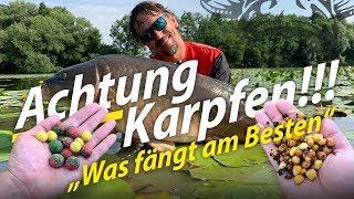 Karpfenangeln am Fluss  Sommerkarpfen  Boilie gegen Partikel im Duell [upl. by Gnok77]