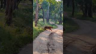 Best Hunting Tiger Encounter at Nagarhole National Park  Kabini Forest [upl. by Aelyak]