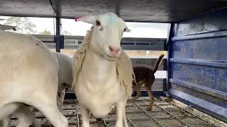 Lot 37 Jerilderie Working Dog Auction 2024  Jimalu Chevy [upl. by Finer]