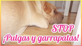 REMEDIO CASERO CONTRA PULGAS Y GARRAPATAS PARA PERROS DELIA GARCIA TV [upl. by Amelina]