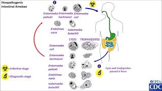 Entamoeba coli and other nonpathogenic life cycles [upl. by Suiradal]