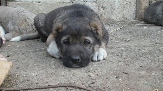 Щенки Кавказского Волкодава Линия Каплана Puppies of the Caucasian Wolfhound [upl. by Ayotol150]