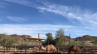 Dromedary Camels at the Living Desert Zoo and Gardens Palm Desert California [upl. by Chin511]