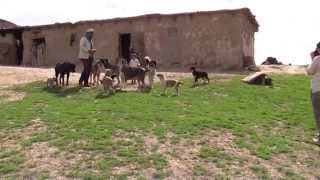 Tajik shepherd dogs protect their territory [upl. by Tompkins]