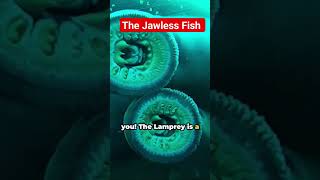 Lamprey The Ancient Jawless Fish with a Sinister Bite [upl. by Neelsaj]