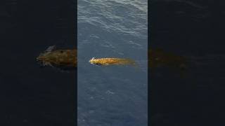 Blainesville Beaked whale moving fast on the way for a deep dive whale beakedwhale kona Hawaii [upl. by Eislrahc]