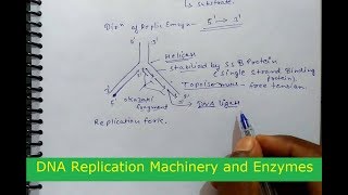 DNA Replication Machinery and Enzymes in hindi [upl. by Anujra]