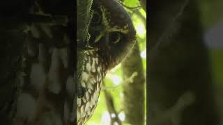 New Zealand Owl the Ruru or Morepork [upl. by Medarda632]