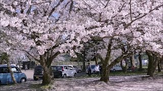 さくら変奏曲 Sakura Japonisme guitar Hideo Ito1965 [upl. by Eerat]