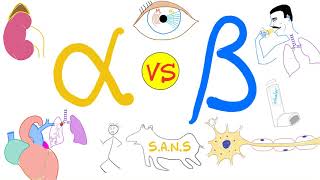 Alpha vs Beta Adrenergic Receptors  Autonomic Nervous System  Physiology and Pharmacology [upl. by Saunders]