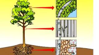 Transpiration in a plant [upl. by Oakes]