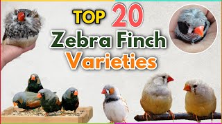 Top 20 most Beautiful Zebra Finches Colour Mutations  Zebra finch Varieties  Types of zebra finch [upl. by Llednahc]