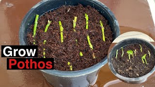 How to Propagate Pothos Plant  Grow plants from Cuttings [upl. by Xirtaeb]