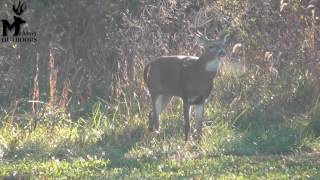 Long Buck Grunts  quotCroakerquot Breeding Grunt [upl. by Nalim]