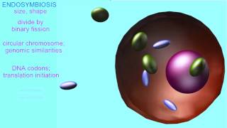 ENDOSYMBIOTIC ORIGIN OF MITOCHONDRIA amp CHLOROPLASTS [upl. by Lorola]