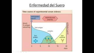 Inmunología  Hipersensibilidad Tipo III y Tipo IV  Reacción de Arthus  Dermatitis de Contacto 11 [upl. by Nnyloj]