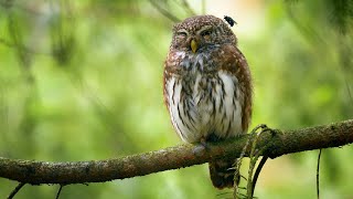 Flies love the smell of Eurasian pygmy owls [upl. by Ainerol]