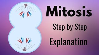 Mitosis Explained Step by Step with Animation [upl. by Salomo]