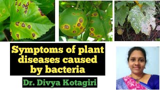 Part 2 Symptoms of plant diseases caused by bacteria Applied microbiology Genes amp Genus [upl. by Glen961]