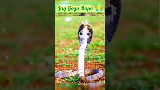 Jay Goga Maharaj 🙏new goga trending viralvideo shorts [upl. by Alyled177]