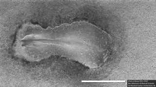 Early chick embryo development somitogenesis [upl. by Bergeron]