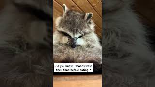 Racoons wash their food before eating racoons love wildlife america [upl. by Bria159]