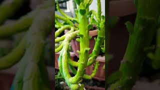 Euphorbia Monadenium Ellenbeckii succulent plant succulents plants cactus homegarden hack [upl. by Iad]