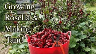 Rosella Growing Harvesting amp Jam Making [upl. by Heyra]