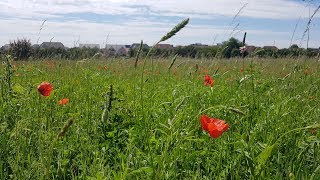 Horses field 2018 July 11 Abbots Langley [upl. by Consalve]