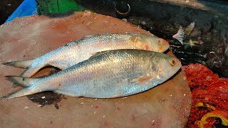 Amazing Delicious Huge Hilsha Fish Cutting Skills Live In Bangladesh  Fish Cutting Skills BD [upl. by Bowen]