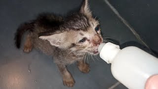 Rescuing Orphan Kitten Cant Walk After Overfeeding During Bottle Feeding [upl. by Cohe123]