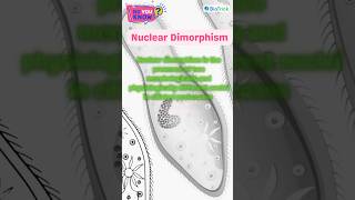 Protozoans  Paramecium  Kingdom Protista  Biological Classification Class 11 Biology education [upl. by Amliv]