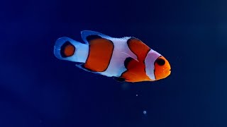 Nano Reef Vlog  2 miesiące od zalania  Błazenek  Amphiprion  tanie akwarium morskie  11 [upl. by Calloway]