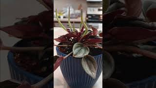 Blooming peperomia houseplant care tutorial plants gardening garden plant flower flowers [upl. by Bak159]