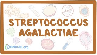 Streptococcus agalactiae group B strep  an Osmosis Preview [upl. by Ecam]