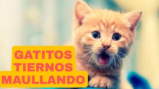 🙉😍➡️Los GATITOS MAS TIERNOS MAULLANDO GATITOS BEBÉS ⬅️🤩 [upl. by Abroms]