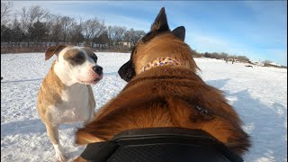 Belgian Malinois Meets Dominant Dogs At The Dog Park [upl. by Yrreb]