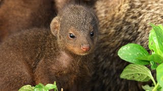 Mongooses Give Warthogs a Spa Day  Serengeti III  BBC Earth [upl. by Attebasile768]