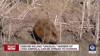 Wildlife experts looking into possible tularemia spread among beavers in state [upl. by Susumu746]