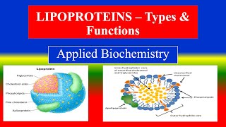 LIPOPROTEINS – Types amp Functions   Applied Biochemistry  For BSC Nursing [upl. by Nitsrik]