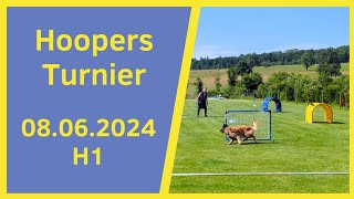 Hoopers Turnier in Neulingen am 08062024  H1 Parcours mit 2 Läufen  Hoopers Agility  NADAC [upl. by Lorant]