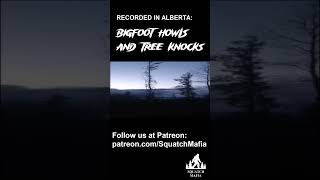 Bigfoot Howls and Tree Knocks from Alberta [upl. by Ailemak]