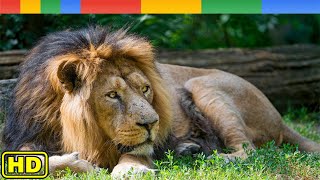 Lion Documentary  Indias Nomadic Lions Wildlife Asiatic  Nat Geo Wild Documentary HD [upl. by Hewet857]