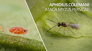 Aphidius colemani ataca Myzus persicae [upl. by Collette]