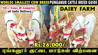 புங்கனூர் குட்டை நாட்டு மாடுகள் விற்பனை Punganur cow Kuberan Dairy Farm cowmarket trending [upl. by Olbap]